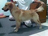                 สุนัข ลูกหมาโกลเด้นอายุ 6เดือน  สายเลือดไทย+แคนนาดาแชมป์