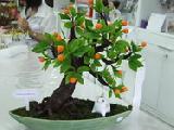                 เฟอร์นิเจอร์ห้องรับแขก ต้นส้มประดิษฐ์ ดินญี่ปุ่น