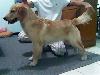 ราคา สุนัข ลูกหมาโกลเด้นอายุ 6เดือน  สายเลือดไทย+แคนนาดาแชมป์ ร้านRider Kennel